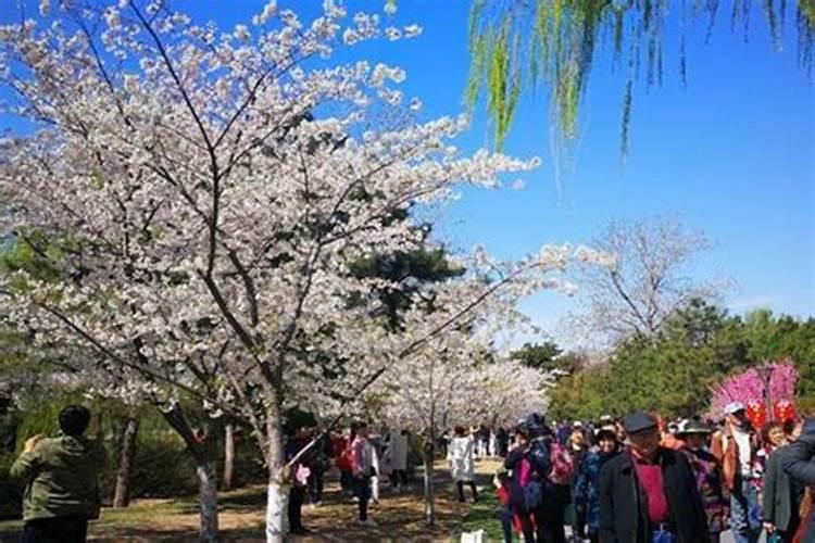 清明节去哪里玩合适呢