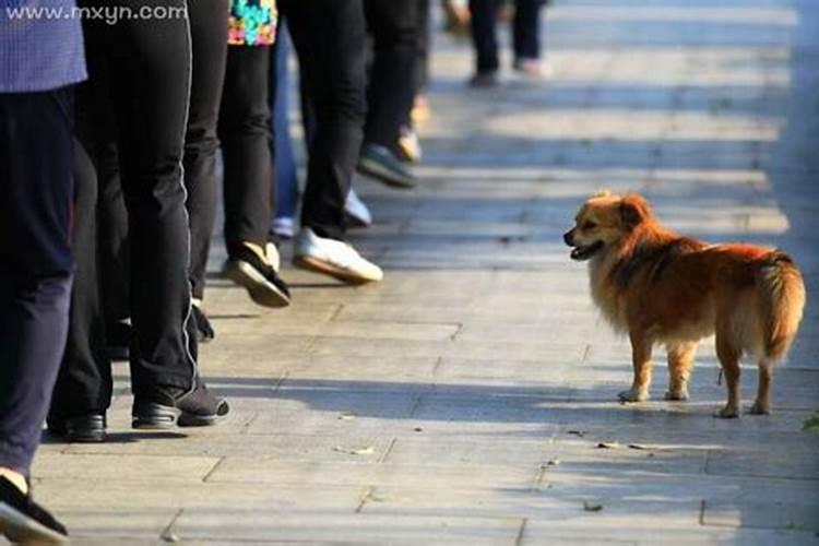 邻居家的狗跟着我回家是什么意思啊