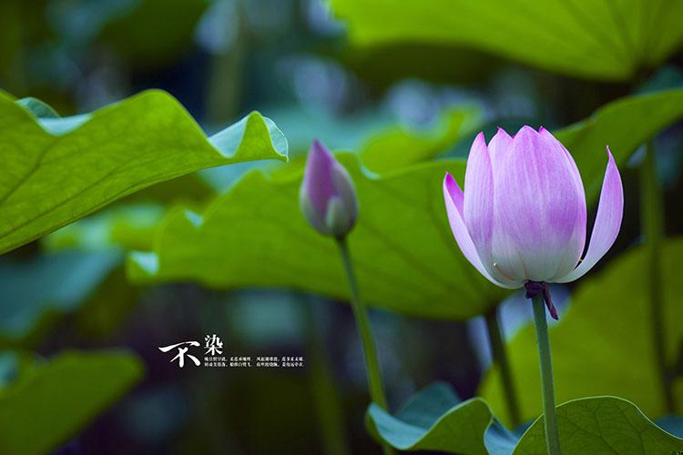 中元节是哪个国家的传统节日