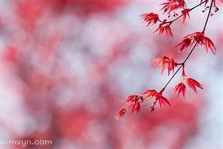 清明节农历是啥