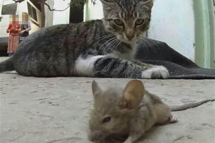 梦见家里进了老鼠并被猫逮住