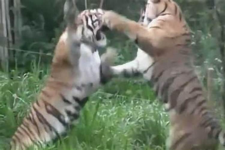 梦见老虎攻击人和老虎搏斗