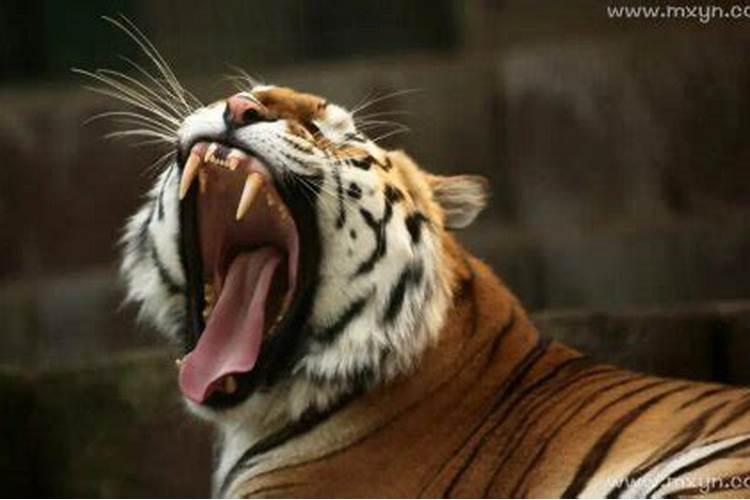 梦见老虎吃食物周公解梦