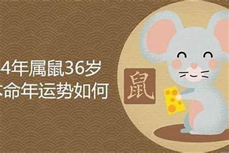 97年12月的牛今年运势怎么样