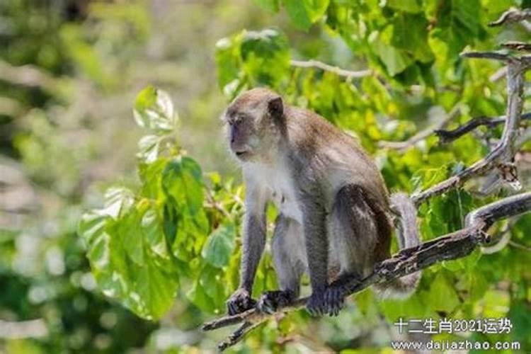 梦见亲人生孩子预示着什么意思呢