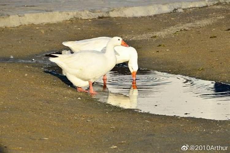 梦见三个黑色棺材是什么预兆