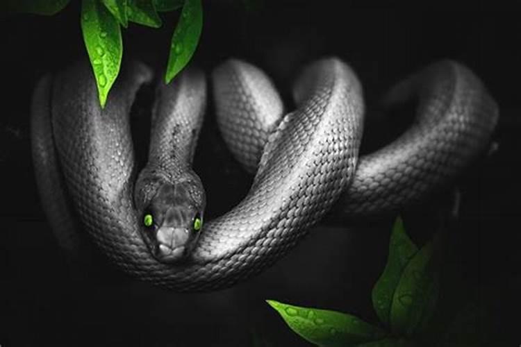 晚上梦见黑蛇是什么意思