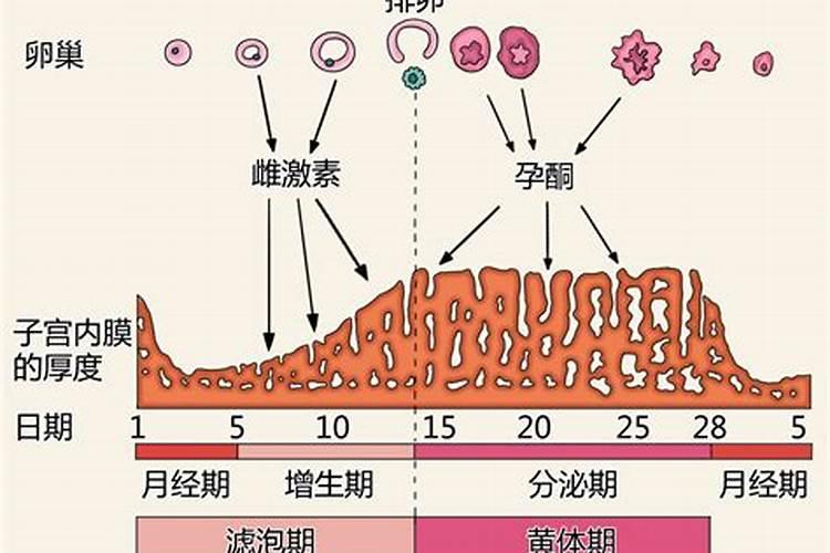 羊年出生2023年运势