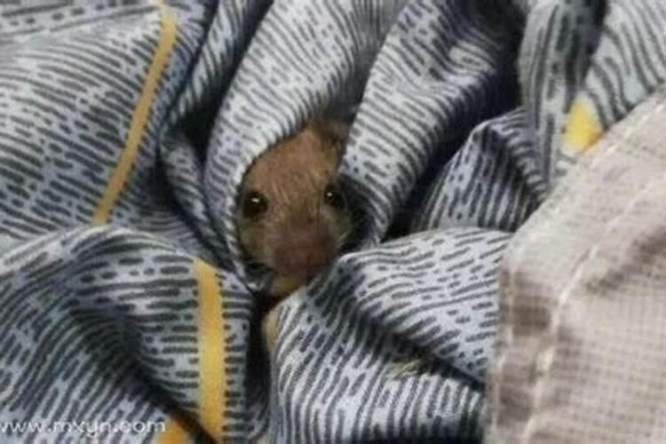 梦见老鼠爬到自己床上是什么意思