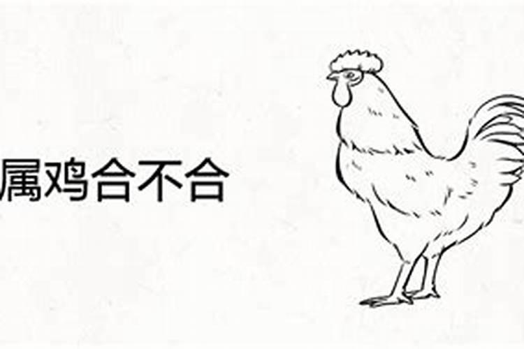 鸡和牛八字不合