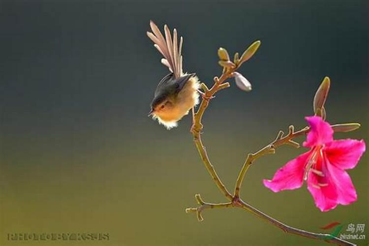 花枝什么生肖动物