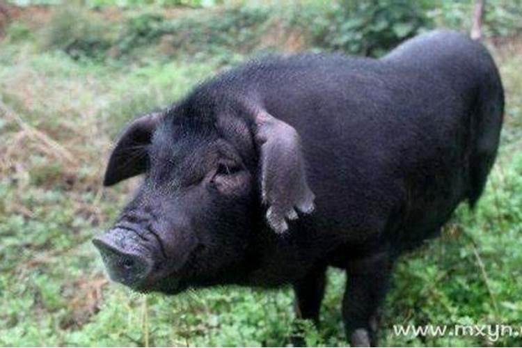 梦见黑猪是什么征兆解梦
