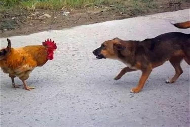 属鸡和属狗在一起真的很倒霉