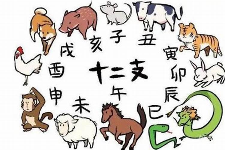 猿代表什么生肖