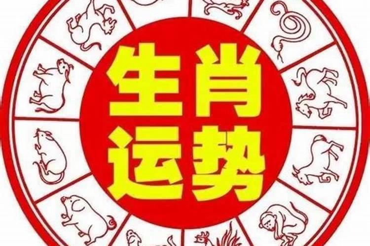 哪个生肖表面上很精明，实际上很傻