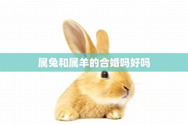 生肖马明天运势如何