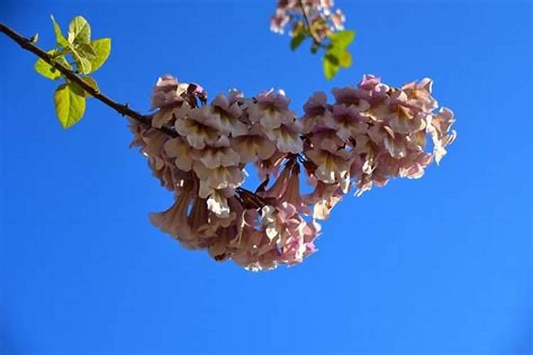 梦到梧桐花开