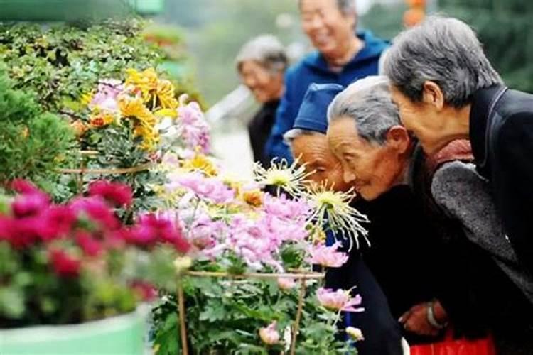 重阳节戴菊花的风俗由来