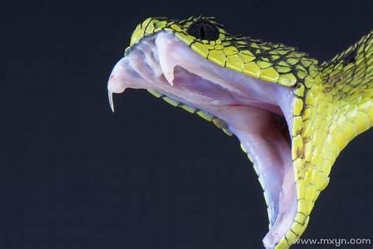 梦见蟒蛇咬人是什么预兆女人