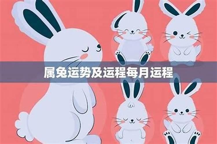 查明年属兔的运程