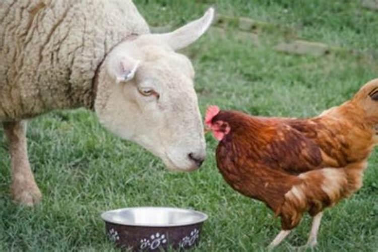 鸡和羊的属相能婚配吗