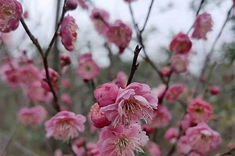 梦见果树开花好多花