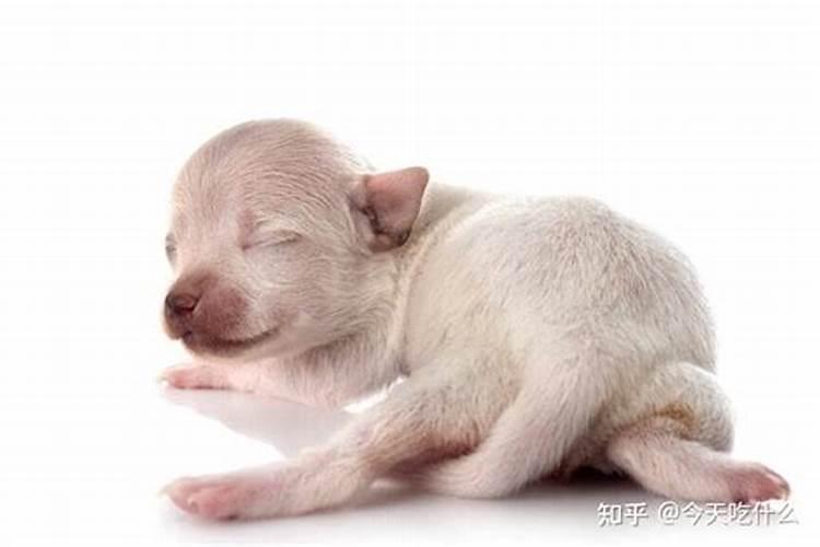 冬至前出生的幼犬