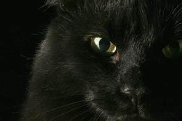 梦见黑猫进家里来了