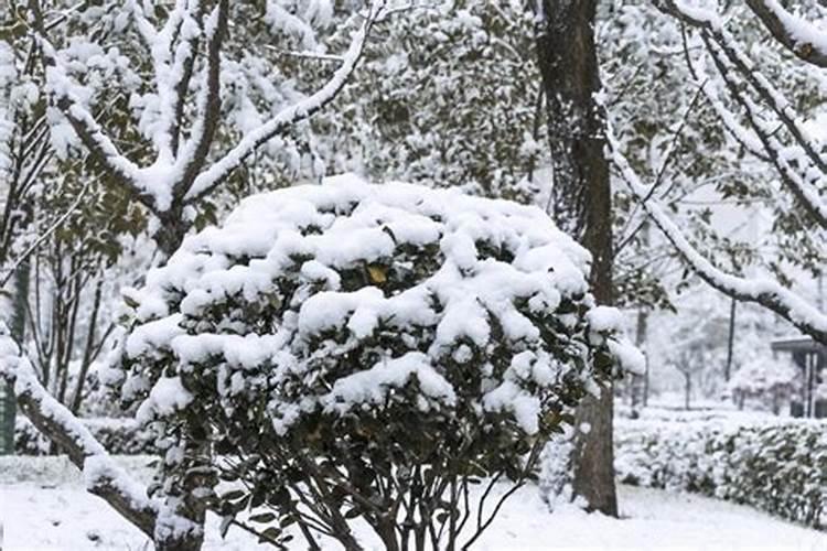 梦见白白的雪是什么意思