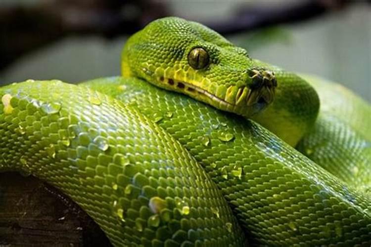 梦见特别大的蛇是什么意思