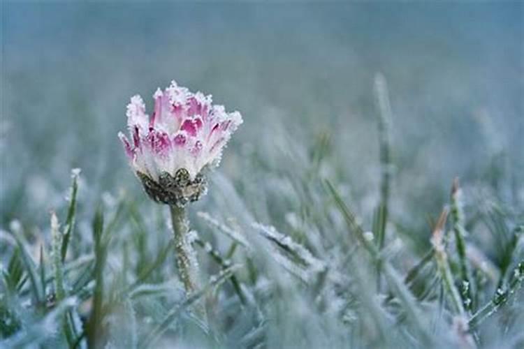 梦见雪什么意思周公解梦