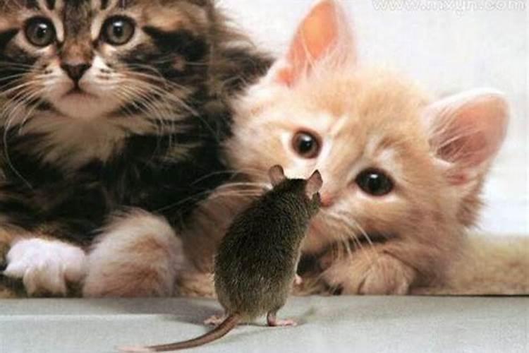 梦见猫在捉老鼠是什么意思