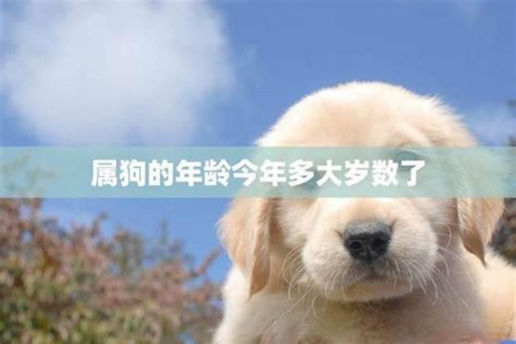 生肖狗多大岁数了