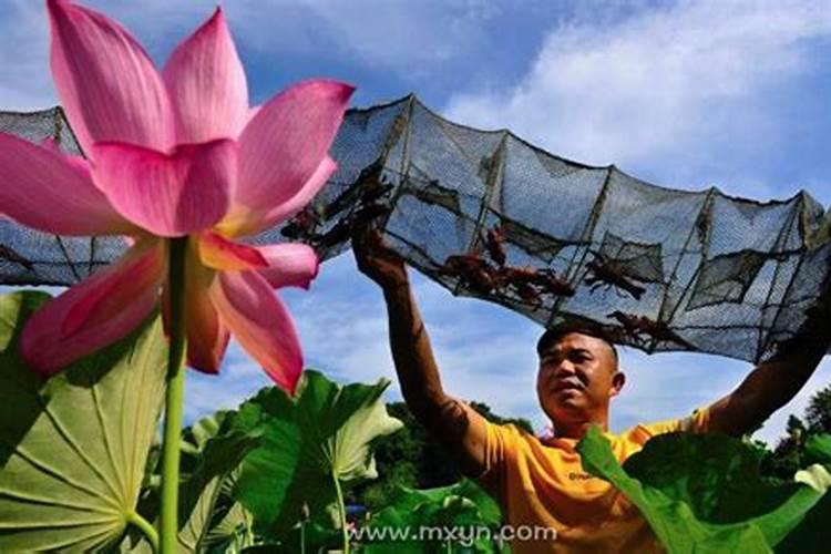 梦见捞好多虾是什么预兆