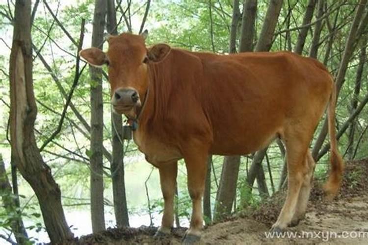 梦见牛有什么预兆呢