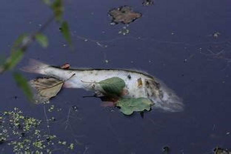 梦见死鱼是什么预兆解梦