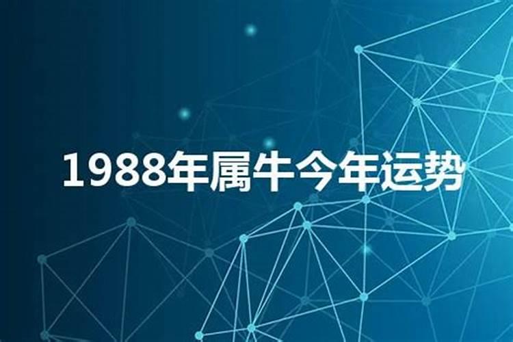 1988年在今年运势