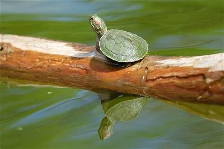 梦见大乌龟在水里是什么征兆