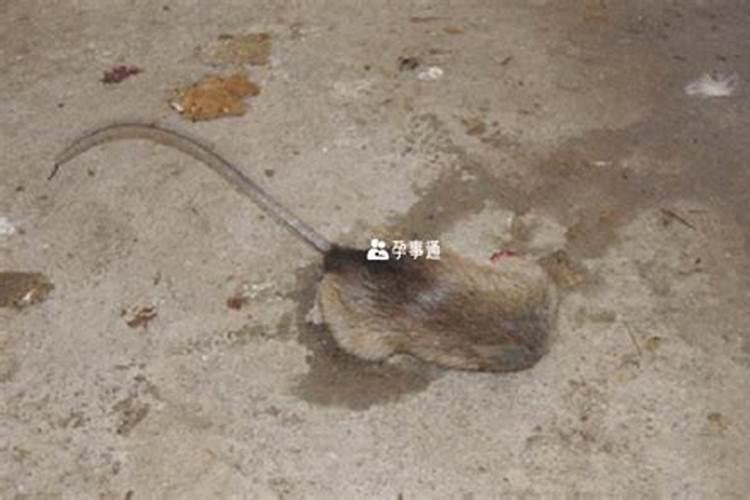 梦见死老鼠代表什么意思