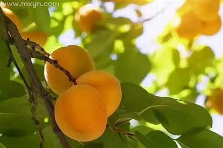 梦见成熟的杏子是什么预兆呢