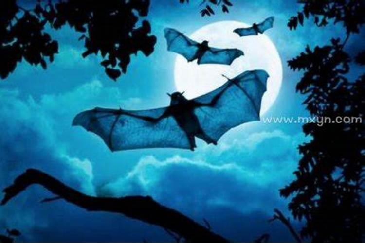 梦见蝙蝠飞到自己身上是什么意思呀