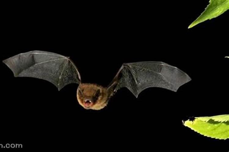 梦见蝙蝠从身边飞过是什么意思