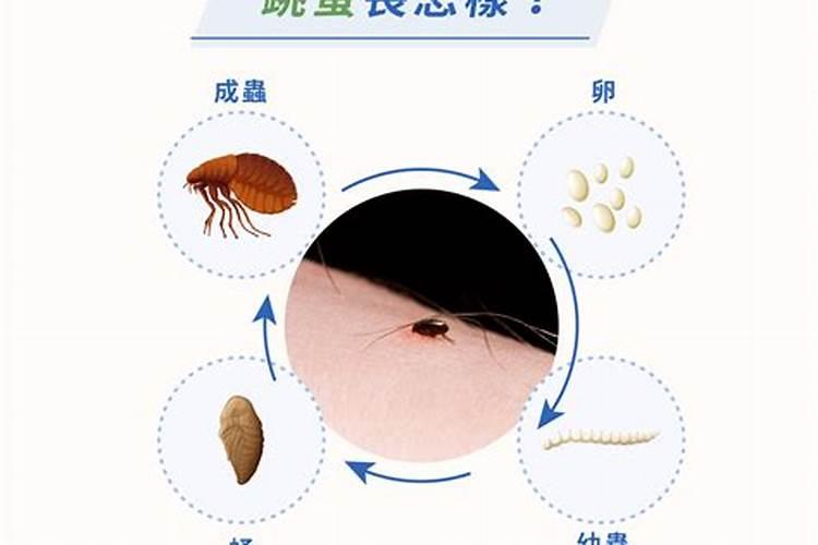 梦见很多跳蚤跳到自己身上