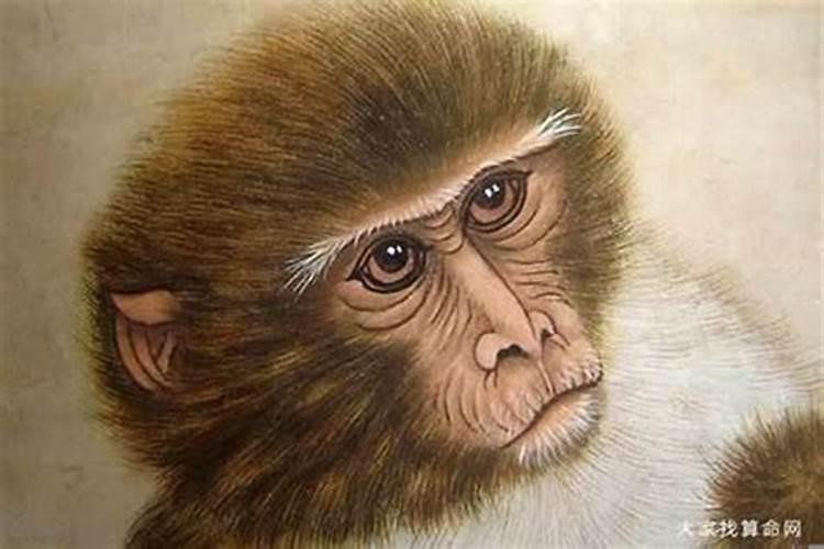 1980年属猴的人是什么命