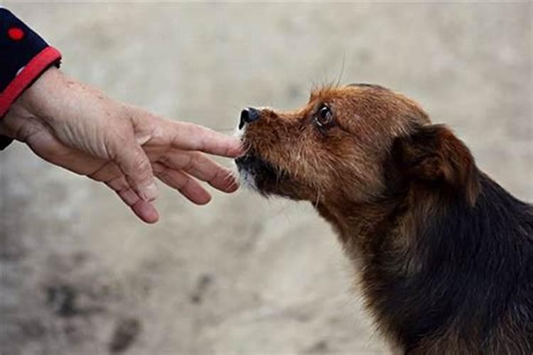 梦见狗疯狂的追赶咬我