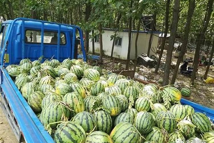 处女座男生配对星座是什么