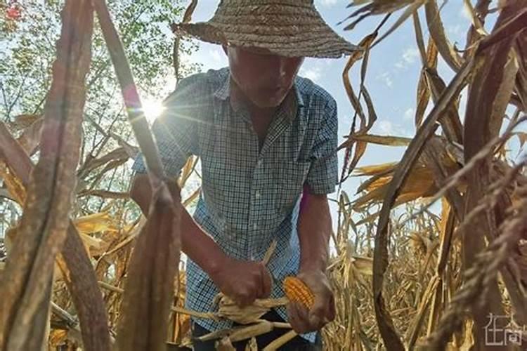 属兔人什么年的运势最好