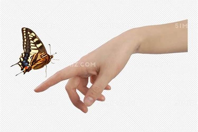 蝴蝶落到手上的寓意