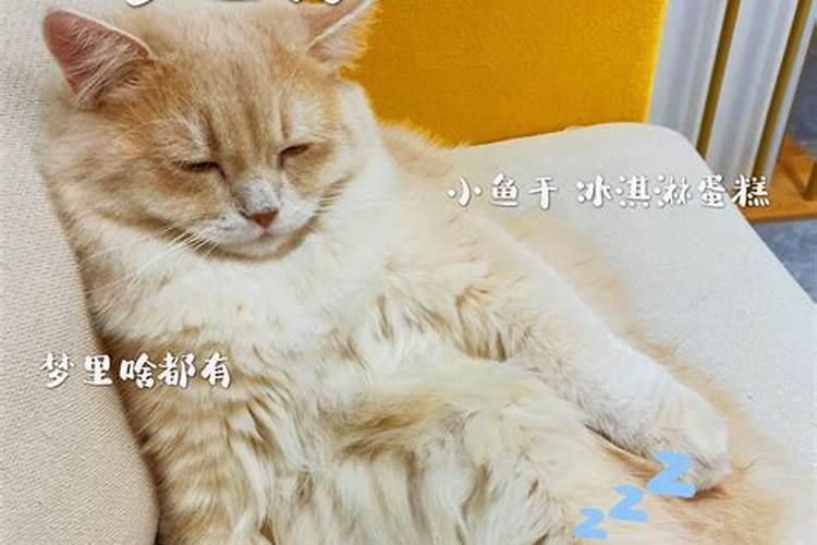 猫会做梦呢