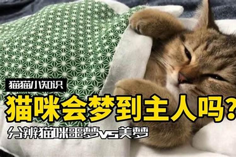 猫会做梦呢